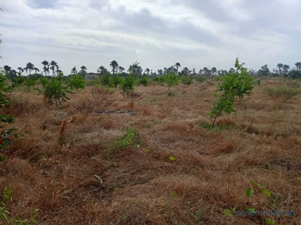 verger-de-2-hectares-vers-fandene-thies-big-3