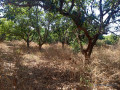 verger-de-437-hectares-vers-sandiara-thies-small-1