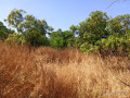 verger-de-437-hectares-vers-sandiara-thies-small-3