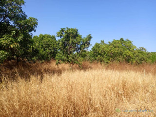 Verger de 4,37 hectares vers Sandiara Thiès