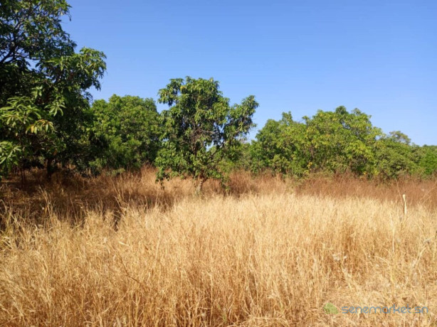 verger-de-437-hectares-vers-sandiara-thies-big-0