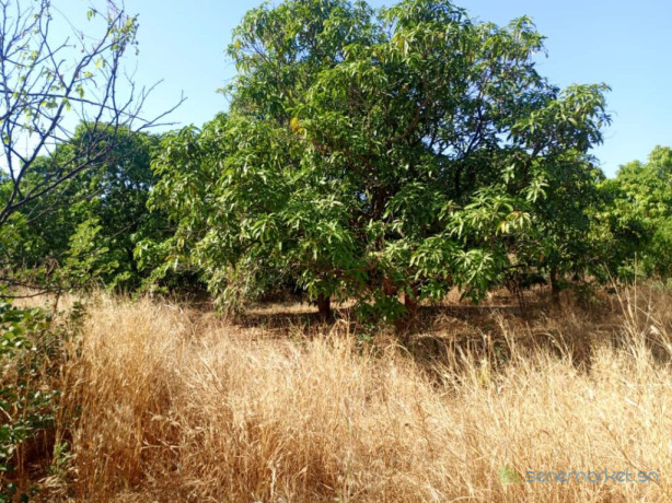 verger-de-437-hectares-vers-sandiara-thies-big-2