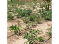 location-verger-de-225-hectares-vers-diender-thies-small-1