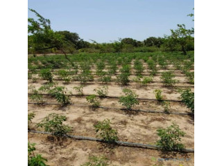 Location Verger de 2,25 Hectares vers Diender Thiès