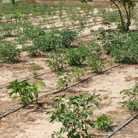 location-verger-de-225-hectares-vers-diender-thies-big-1