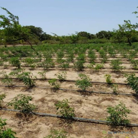 location-verger-de-225-hectares-vers-diender-thies-big-0