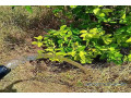 verger-de-226-hectares-vers-notto-gouy-diama-tivaouane-small-1