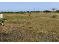 verger-de-226-hectares-vers-notto-gouy-diama-tivaouane-small-3