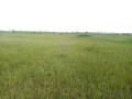 terrain-agricole-de-45-hectares-vers-ngueniene-mbour-small-0