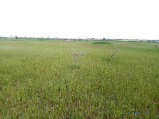 terrain-agricole-de-45-hectares-vers-ngueniene-mbour-big-0