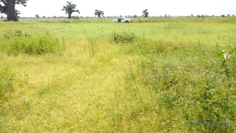 terrain-agricole-de-45-hectares-vers-ngueniene-mbour-big-2