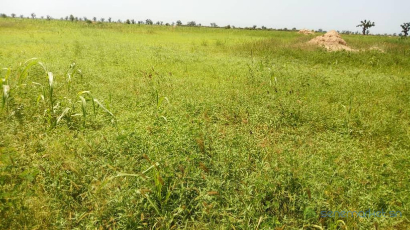 terrain-agricole-de-45-hectares-vers-ngueniene-mbour-big-1
