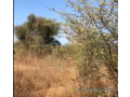 terrain-agricole-de-2-hectares-vers-sindia-mbour-small-1