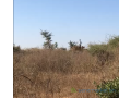 terrain-agricole-de-2-hectares-vers-sindia-mbour-small-2