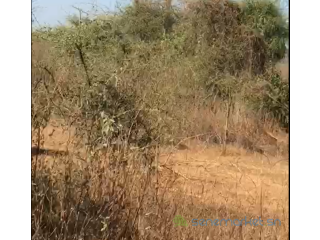 Terrain agricole de 2 Hectares vers Sindia- Mbour