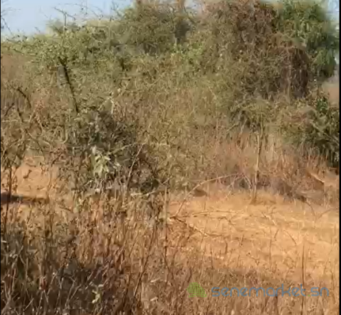 terrain-agricole-de-2-hectares-vers-sindia-mbour-big-0
