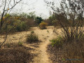 terrain-agricole-de-252-hectares-vers-sindia-mbour-small-1
