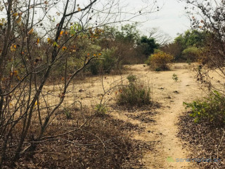Terrain Agricole de 2,52 Hectares vers Sindia Mbour