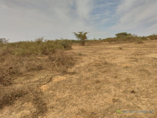 Terrain agricole de 10 hectares vers Darou khoudoss Tivaouane