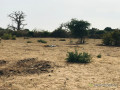 terrain-agricole-de-302-hectares-vers-sindia-mbour-small-2