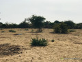 terrain-agricole-de-302-hectares-vers-sindia-mbour-small-1