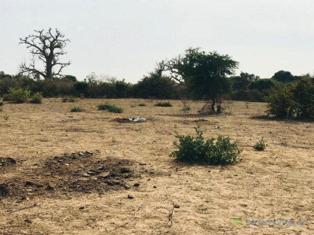 terrain-agricole-de-302-hectares-vers-sindia-mbour-big-2