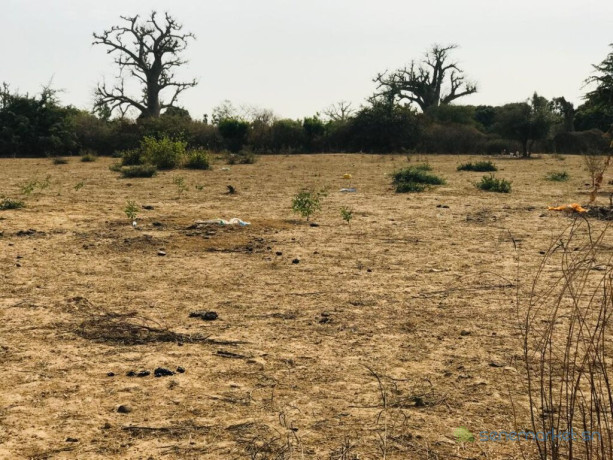 terrain-agricole-de-302-hectares-vers-sindia-mbour-big-0