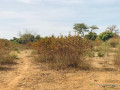 terrain-agricole-de-128-hectare-vers-sindia-mbour-small-2