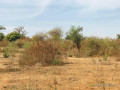 terrain-agricole-de-128-hectare-vers-sindia-mbour-small-0