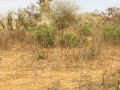 terrain-agricole-de-150-hectare-vers-sindia-mbour-small-2