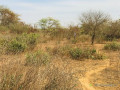 terrain-agricole-de-150-hectare-vers-sindia-mbour-small-3