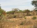 terrain-agricole-de-150-hectare-vers-sindia-mbour-small-0