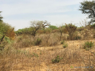 Terrain agricole de 1,50 hectare vers Sindia Mbour