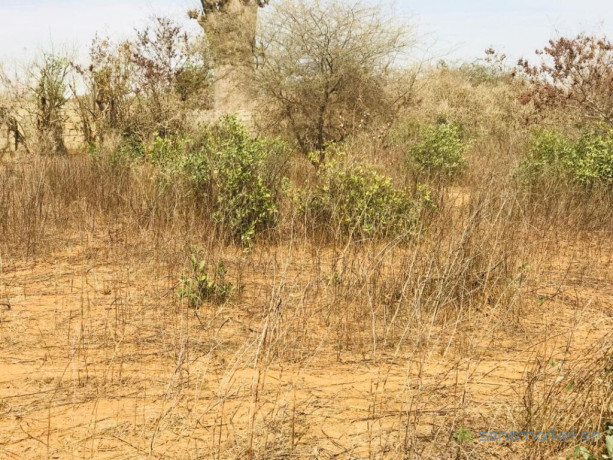 terrain-agricole-de-150-hectare-vers-sindia-mbour-big-2
