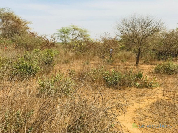 terrain-agricole-de-150-hectare-vers-sindia-mbour-big-3