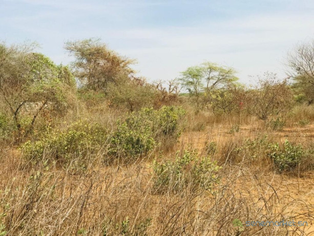 terrain-agricole-de-150-hectare-vers-sindia-mbour-big-1