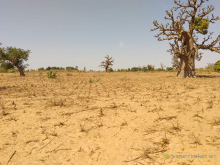 Terrain agricole de 9 942 m² vers Sandiara Mbour