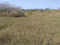 verger-de-355-hectares-vers-darou-khoudoss-tivaouane-small-2