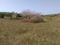 verger-de-355-hectares-vers-darou-khoudoss-tivaouane-small-1