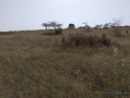 verger-de-355-hectares-vers-darou-khoudoss-tivaouane-small-0