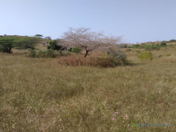 verger-de-355-hectares-vers-darou-khoudoss-tivaouane-big-1
