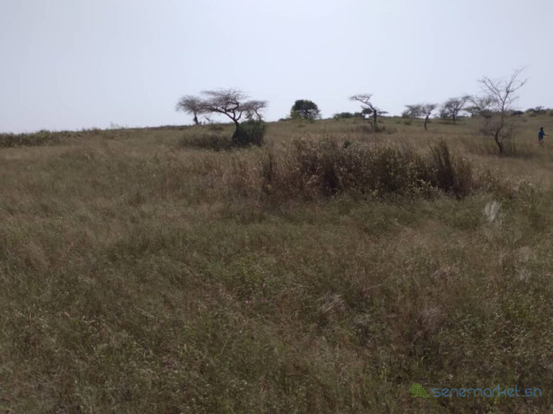 verger-de-355-hectares-vers-darou-khoudoss-tivaouane-big-0