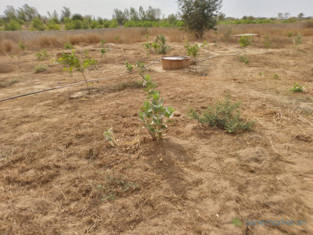 verger-de-8-092-m2-vers-taiba-ndiaye-tivaouane-big-2