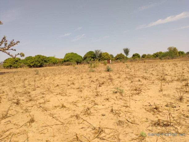 terrain-agricole-de-178-hectare-vers-sandiara-mbour-big-3