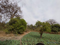 verger-de-128-hectare-vers-darou-khoudoss-tivaouane-small-3
