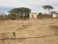 verger-de-128-hectare-vers-darou-khoudoss-tivaouane-small-2