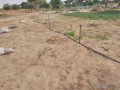 verger-de-128-hectare-vers-darou-khoudoss-tivaouane-small-0