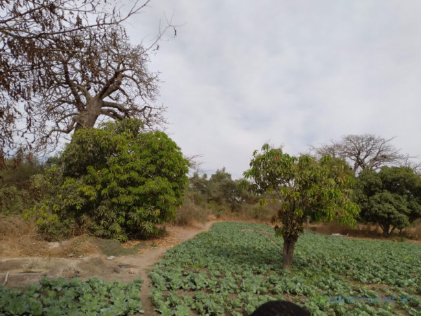verger-de-128-hectare-vers-darou-khoudoss-tivaouane-big-3