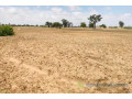 terrain-agricole-de-195-hectare-vers-sandiara-mbour-small-1