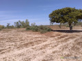 verger-de-17-hectares-vers-darou-khoudoss-tivaouane-small-1